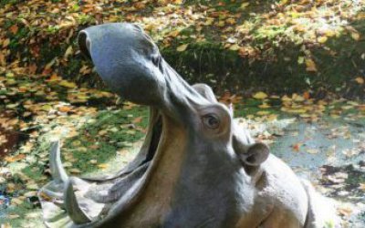 動物園里擺放的張著大嘴的玻璃鋼仿真創(chuàng)意河馬雕塑