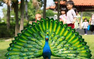 草坪上一只開屏的玻璃鋼彩繪孔雀雕塑