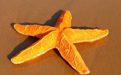 戶外沙灘玻璃鋼大型仿真海星雕塑